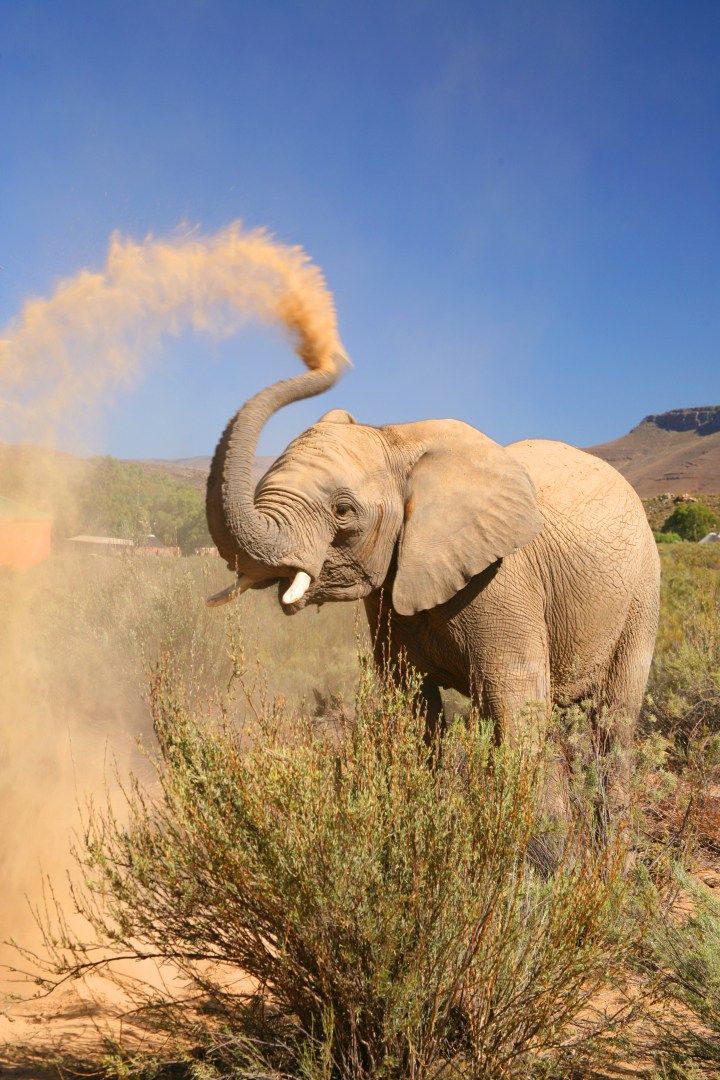 2-Day Big 5 Safari Adventure on the Garden Route